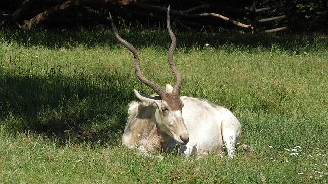 Addax