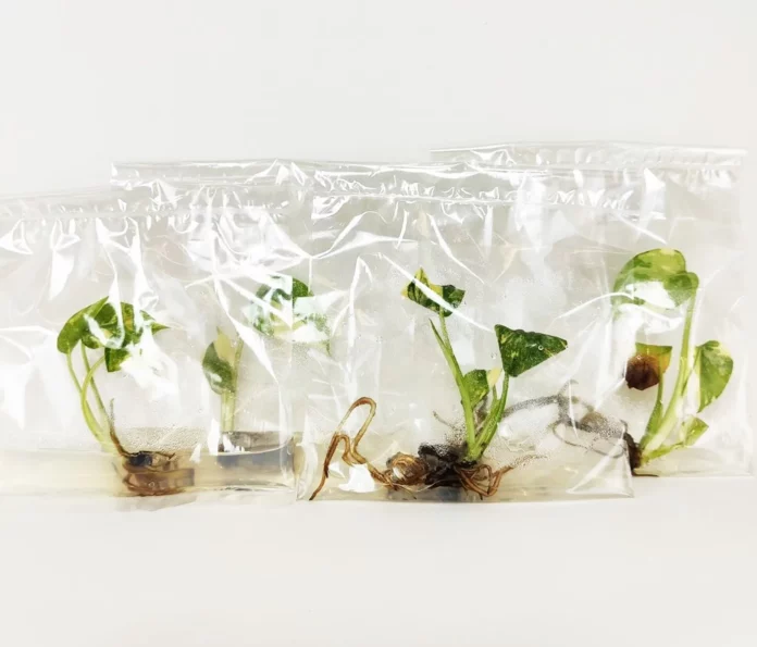Tissue Culture
